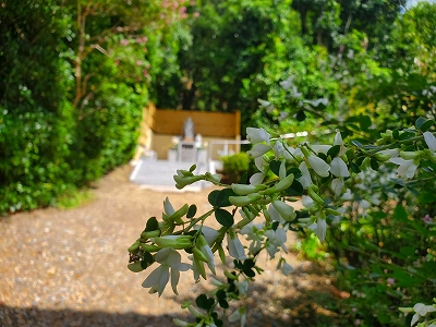 【京都宇治・宝善院】水子供養の数珠掛け地蔵尊前に咲いている萩の花です。