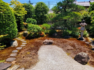 夏の苔の様子です。