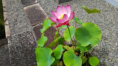 【京都宇治・宝善院】以前に紹介しました蓮の蕾が開きました。