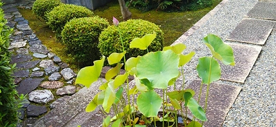【黄檗山萬福寺塔頭宝善院】境内の蓮に蕾がつきました。