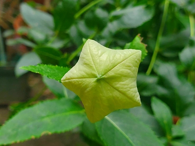 【京都宇治・宝善院】秋の七草の一つの桔梗の蕾です。もう間もなく開きそうです。