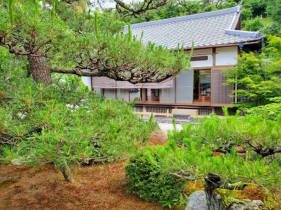 梅雨入り前です。雨が降ると松の下の苔が緑になります。