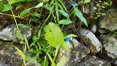【京都宇治・宝善院】露草の花が咲きました。