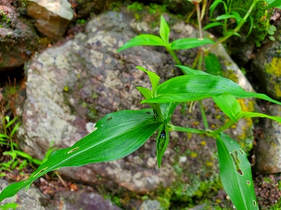 【京都宇治・宝善院】2020年8月の露草です。