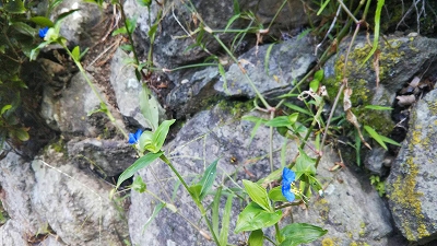 露草の花が咲いていました。久しぶりに綺麗な「露草色」に出会いました。