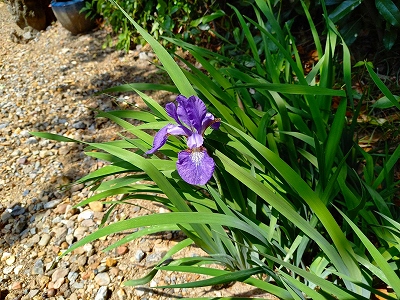 水子供養の数珠掛け地蔵尊前にあります菖蒲の花が開きました。