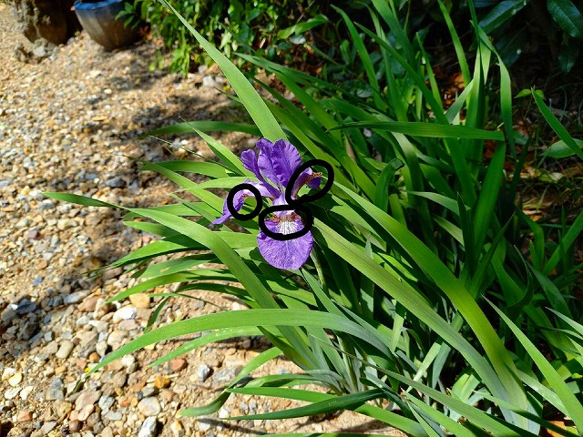 花びらに茶色で網目がついていることから文目（あやめ）と呼ばれるようになった。