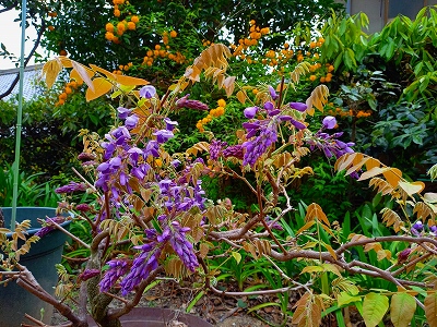 水子供養の数珠掛け地蔵尊の前に供えています鉢植えの藤の木です。多くの花がついています。