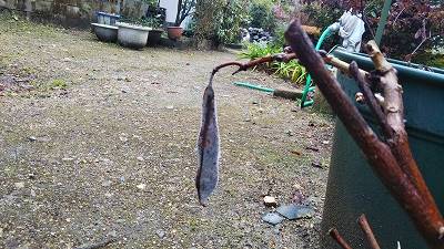 宝善院の裏庭にある藤に実がつきました。