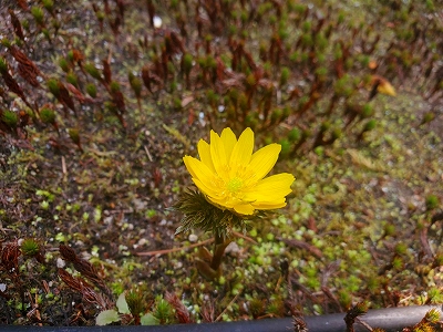 【京都宇治・宝善院】境内に一輪の福寿草の花が咲いていました。