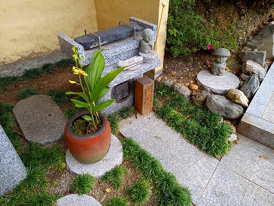 黄色い花が開きました。水子供養のお地蔵さまの横に鉢を置いています。