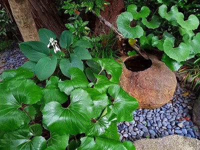 宝善院の境内の蹲（つくばい）です。周りの植物も梅雨時期になり花を付けたりしています。