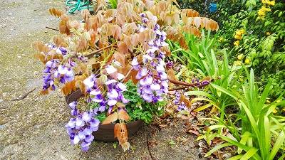 4月に撮りました藤です。綺麗な花を咲かせています。