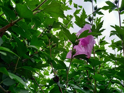 この木槿は、水子供養の数珠掛け地蔵尊の上り口にあります。