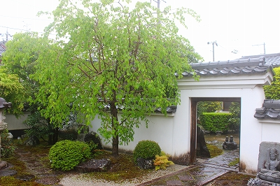 花が散り、若葉が芽吹き始めました。