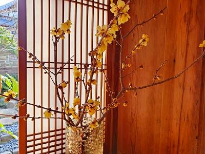 書院に蝋梅を生けた花筒です。