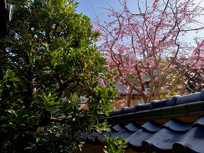 だんだんと暖かくなり、桜が見頃を迎えました。