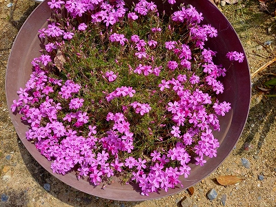 鉢植えの芝桜が開花しました。