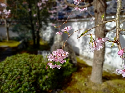 宝善院の枝垂桜の花です。