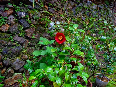 裏庭で鉢植えにしている椿が一輪の大きな花を咲かせました。