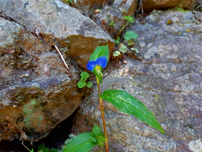 露草色の綺麗な花が開いています。