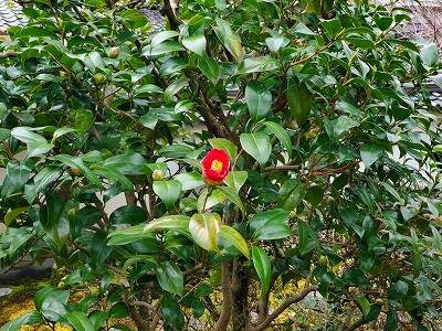 【京都宇治・宝善院】当院の庭に咲きました椿の花です。