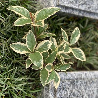 樹木葬墓地に植えた山野草