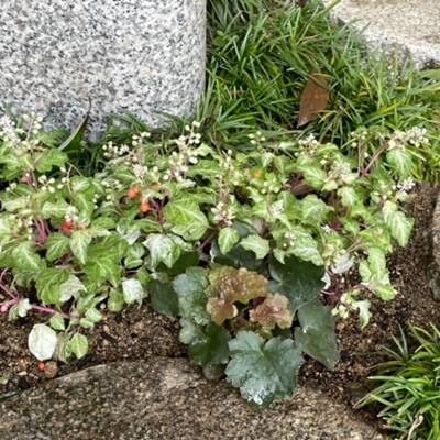 樹木葬墓地に植えた山野草