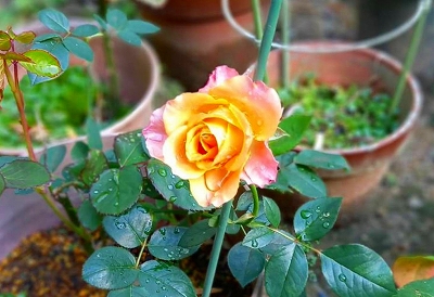お寺の裏庭で3年程前から育てていたものです。今年にやっと花が開きました。