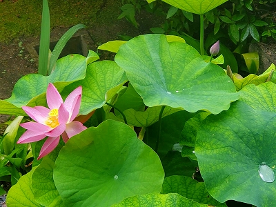 蓮の花が開きました。奥には蕾が、もう一つ上がってきています。