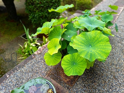 今年も無事に蓮に蕾が付きました。