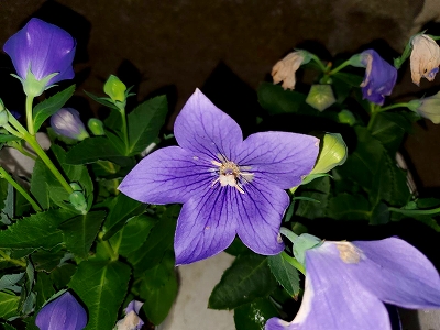 新たに七株頂きました。水子供養の数珠掛け地蔵尊周りに植栽予定です。