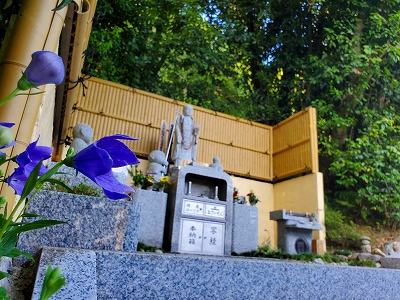 水子供養のお地蔵様近くに咲く桔梗（ききょう）です。たくさんの花が開いています。