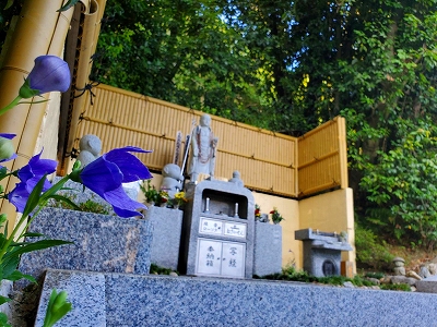 水子供養のお地蔵様近くに咲く桔梗（ききょう）です。たくさんの花が開いています。