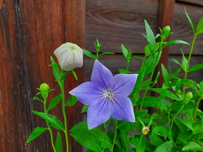 門前にあります桔梗の花と蕾です。花言葉の「気品」の通り、素敵な紫色の花を開けています。