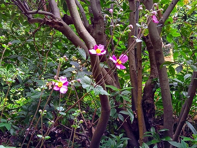 境内のシュウメイギクの花が開きました。