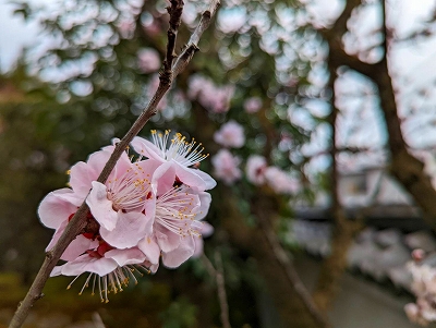 あんずの花が満開を迎えています。お参りの方、どうぞ愛でてあげて下さい。