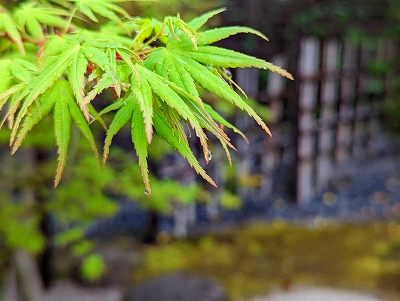 水滴が垂れる、清々しい青紅葉です。