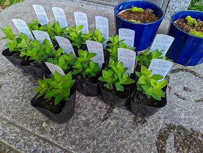 新たに桔梗の苗を頂きました。本日、境内に植えさせて頂きました。