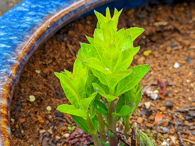 昨年に植えた桔梗が芽を出しました。