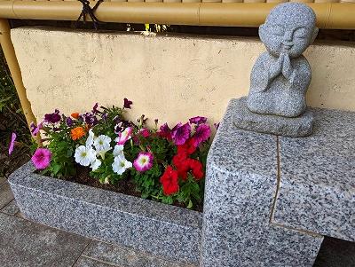 水子供養の数珠掛け地蔵尊の前の花壇に咲くペチュニアの花です。