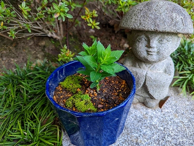 水子供養の数珠掛け地蔵尊横におられる童地蔵さまの前に鉢植えの桔梗を置きました。