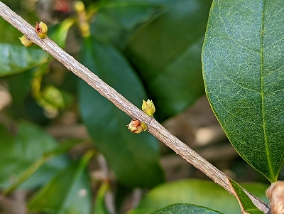 金木犀の新芽が、春の訪れをしらせてくれます。