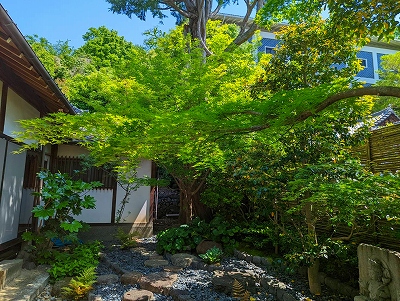 新緑が芽吹き、明るい翠が境内を覆っています。