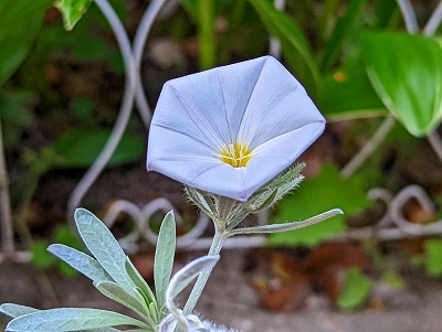 五角形の白い花を咲かせています。
