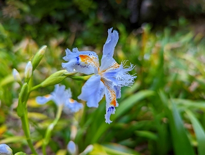 水子供養の数珠掛け地蔵尊前に咲く花です。