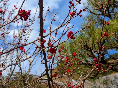 境内の梅の花が見頃を迎えています。お参りの際に覗いて頂ければ幸いです。