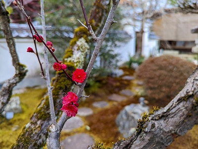境内の梅の花が開きました。春が近づいてくるのを感じます。