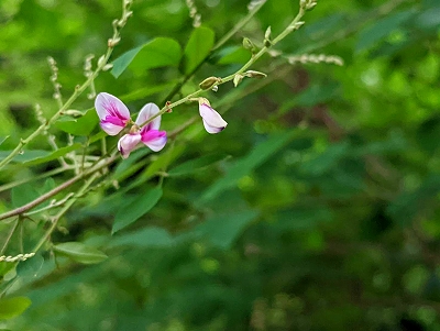 水子供養の数珠掛け地蔵尊（京都・宝善院）前に咲く萩の花です。
