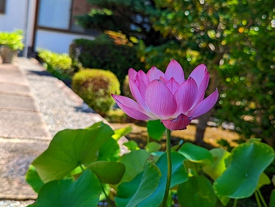 今年も綺麗な色の花をつけてくれました。